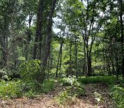 Timber Property With Excellent Hunting In Orange Co, IN